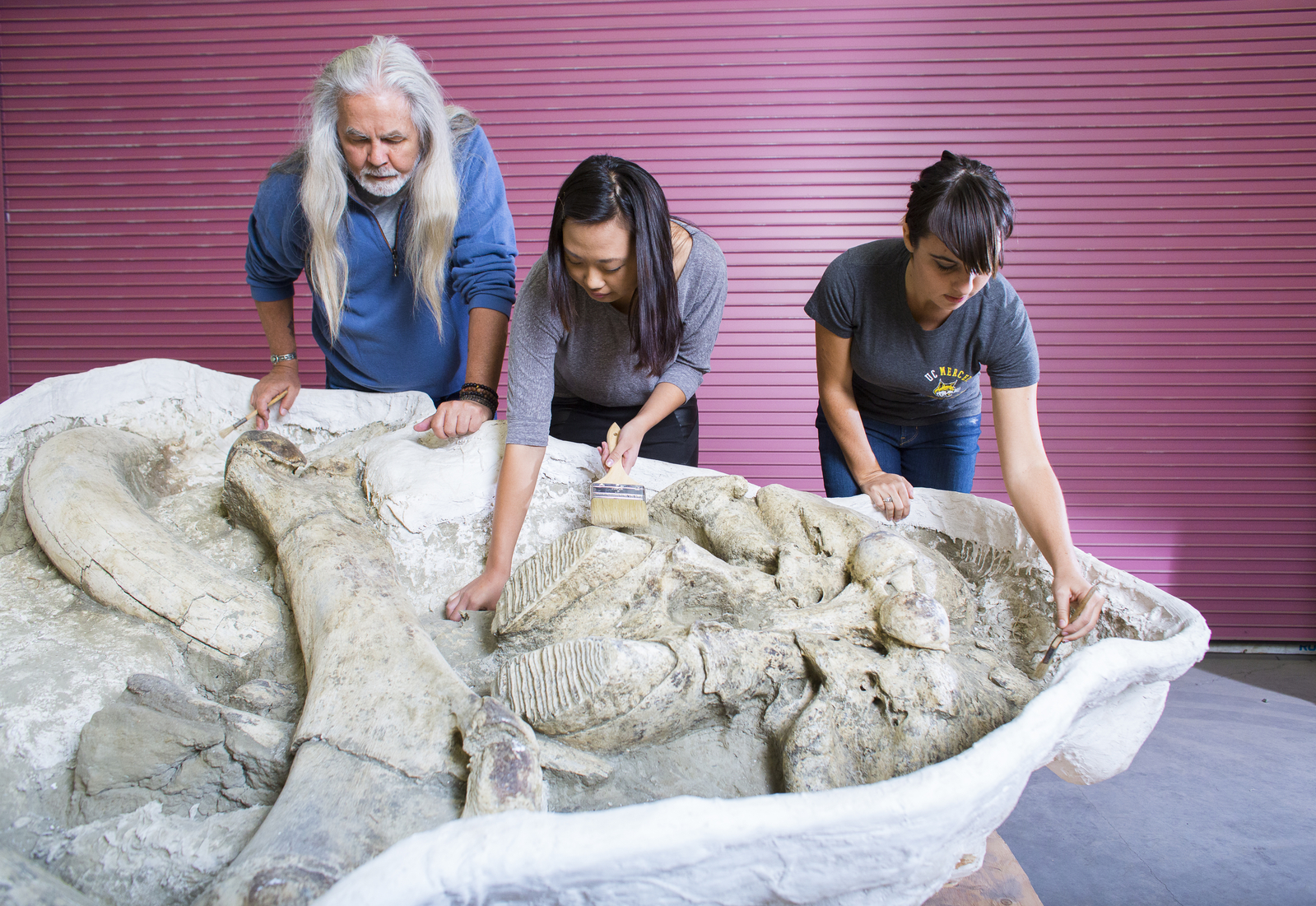 Researchers review mammoth bones